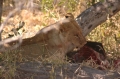 Lions with buffalo kill